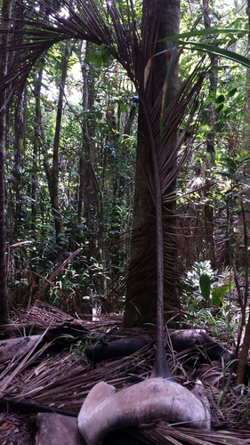 Image of Carl’s Palm (Dypsis carlsmithii) by no rights reserved
