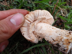Amanita pelioma