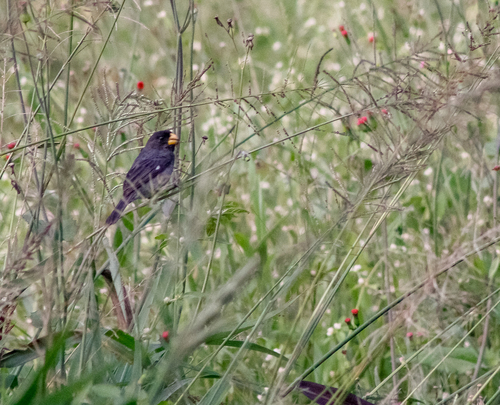 Grey Seedeater (Sporophila intermedia), photo 9