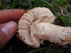Amanita pelioma