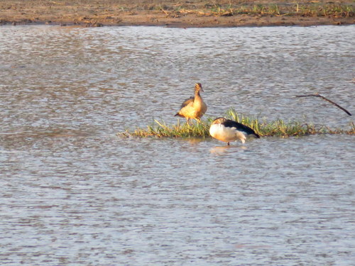 Sarkidiornis melanotos
