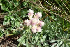 Antennaria dioica