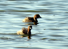 Tachybaptus ruficollis