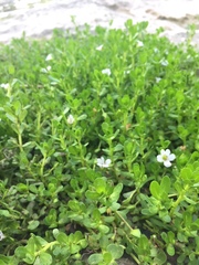 Bacopa