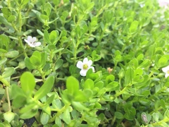 Bacopa