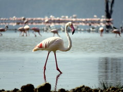 Phoenicopterus roseus
