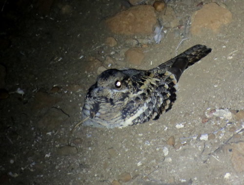 Caprimulgus fossii