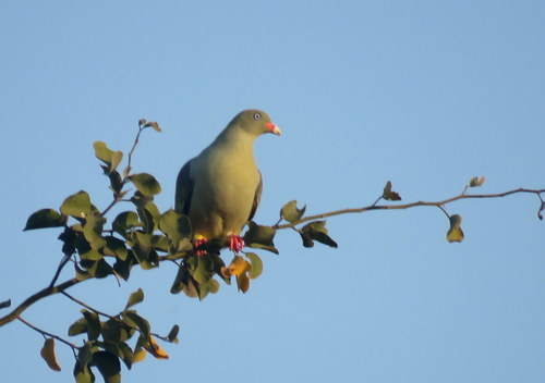 Treron calvus