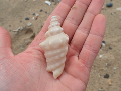 Persististrombus granulatus