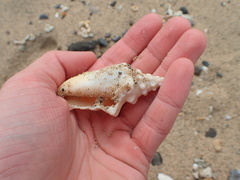 Persististrombus granulatus