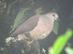 Leptotila megalura