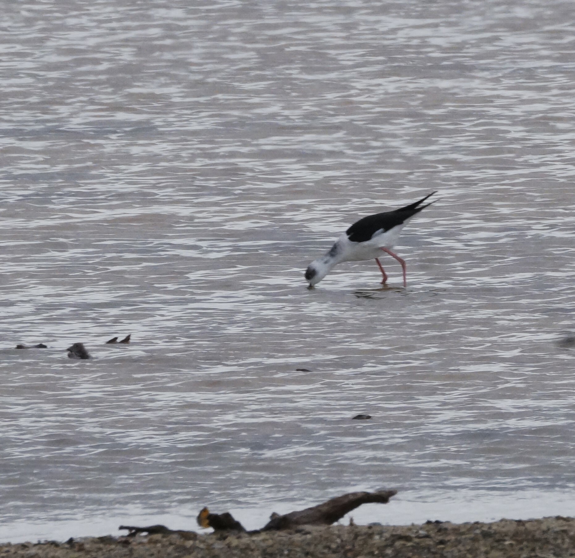 Pied Stilt