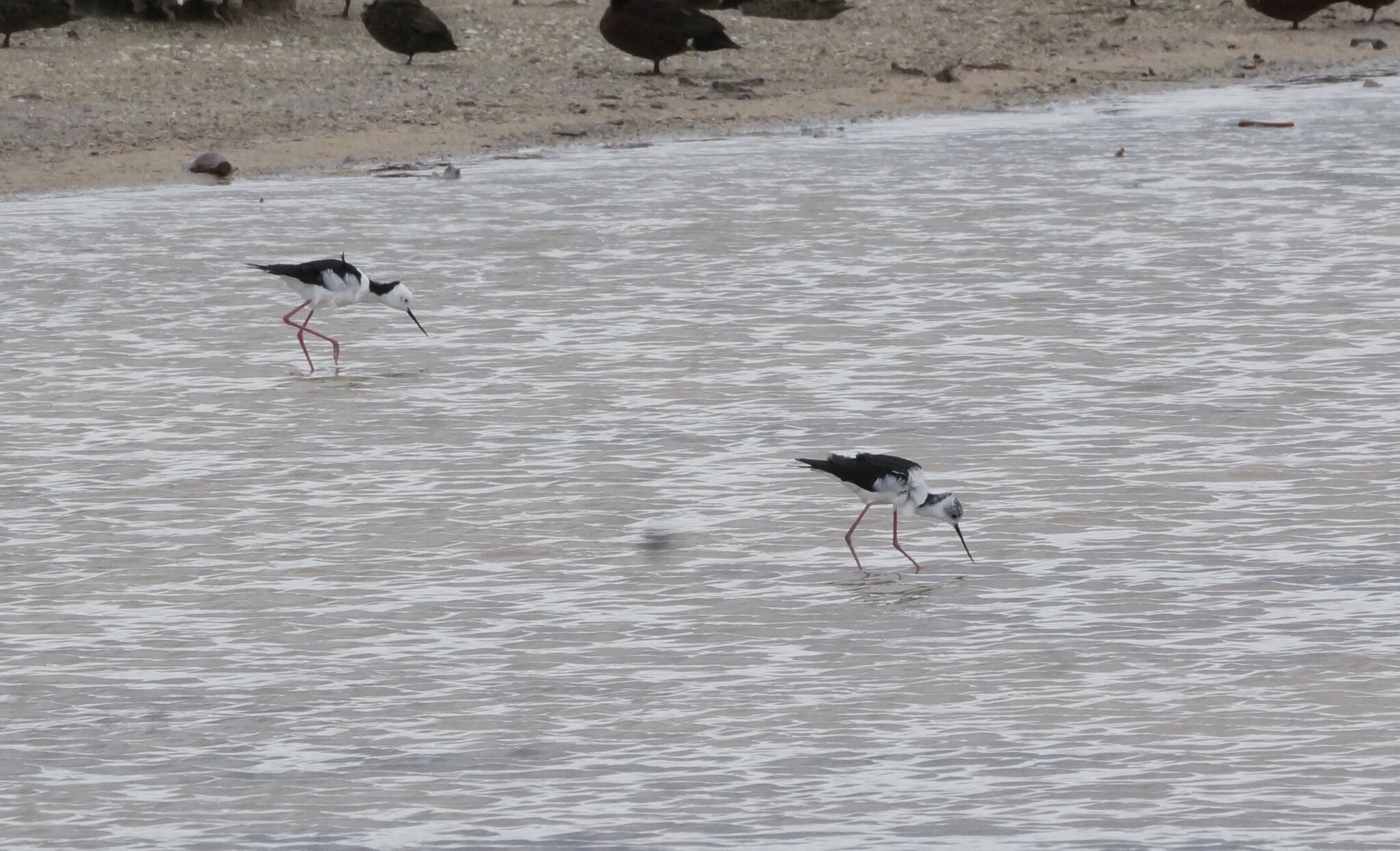 Pied Stilt