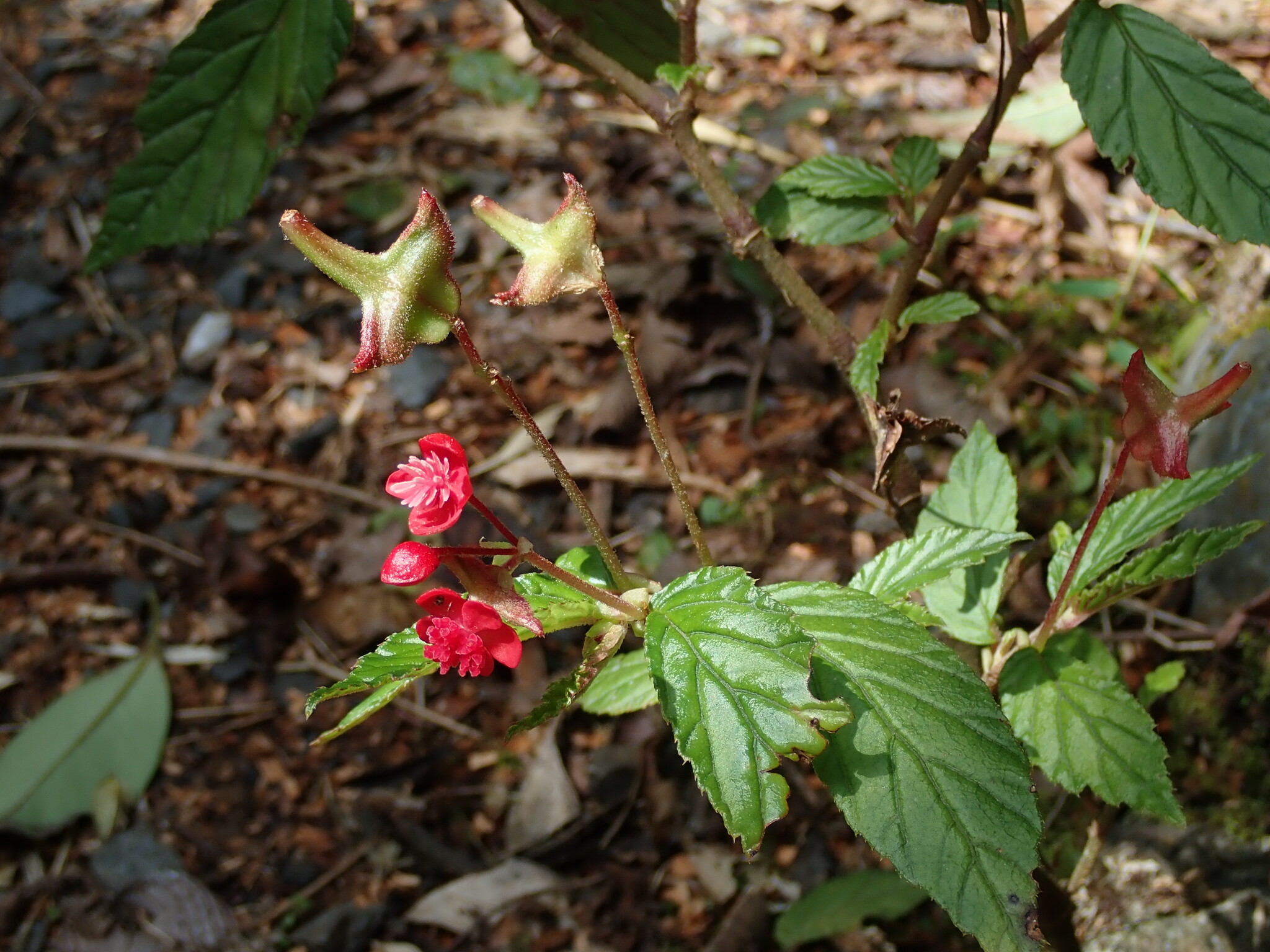 Begonia urticae image