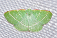 Dichorda rectaria