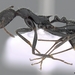 Aphaenogaster iberica - Photo (c) California Academy of Sciences, 2000-2010, osa oikeuksista pidätetään (CC BY-NC-SA)