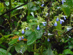 Salvia xalapensis