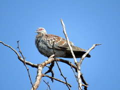 Columba guinea