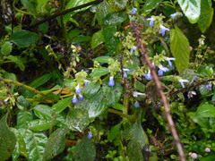 Salvia xalapensis