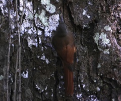 Sittasomus griseicapillus image