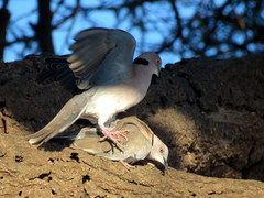 Mourning Collared Dove photo 2