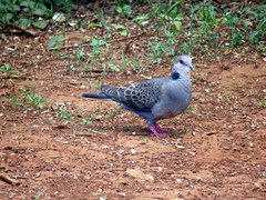 Streptopelia lugens