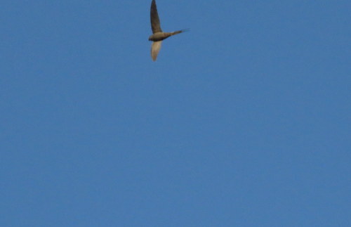 Cypsiurus parvus