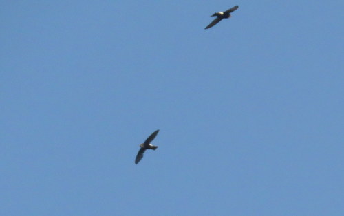 Horus Swift (Apus horus), photo 10
