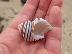 Opeatostoma pseudodon