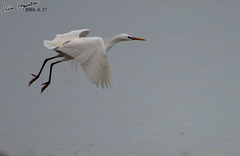 Egretta eulophotes
