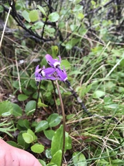 Primula frigida