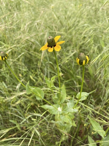 Rudbeckia amplexicaulis