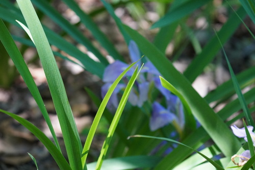 Image of Iris brevicaulis by (c) Brandon Johnson, some rights reserved (CC BY)