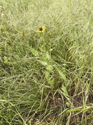 Rudbeckia amplexicaulis