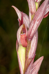 Serapias parviflora
