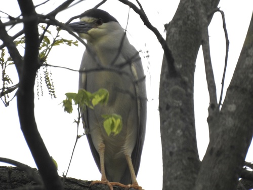 Black-crowned Night Heron photographed in Kentucky