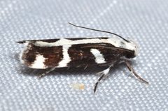 Epilechia catalinella