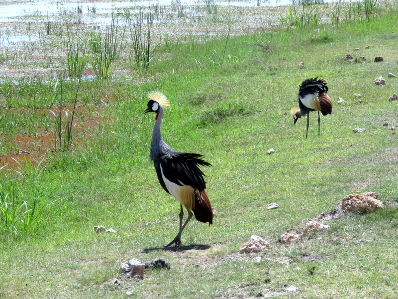 Grey Crowned Crane