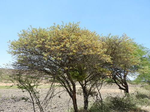 Image of Vachellia schaffneri by (c) Oscar Alejandro Morales Juárez, some rights reserved (CC BY-SA)