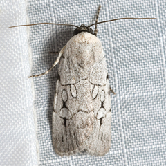 Oncocnemidinae