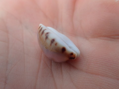 Pseudozonaria arabicula