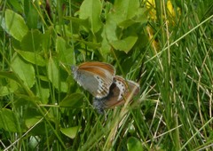 Coenonympha gardetta