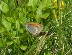 Coenonympha gardetta