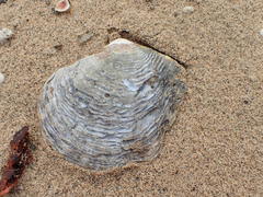 Pterioidea