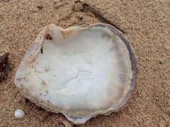 Pterioidea