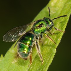 Augochloropsis viridula