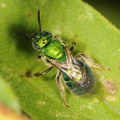 Augochloropsis viridula