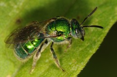 Augochloropsis viridula