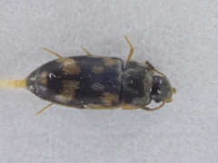 Litargus connexus