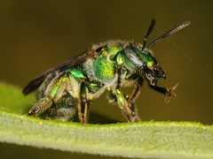 Augochloropsis viridula
